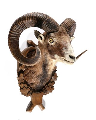 Lot 2094 - Taxidermy; European Mouflon (Ovis orientalis musimon), circa late 20th century, shoulder mount...