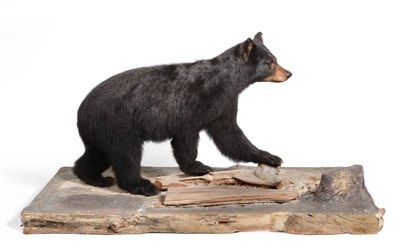 Lot 2095 - Taxidermy: North American Black Bear (Ursus americanus), circa 1989, full mount juvenile Black Bear