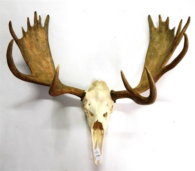 Lot 2096 - Antlers/Horns: North American Moose (Alces alces), circa late 20th century, large bull antlers...