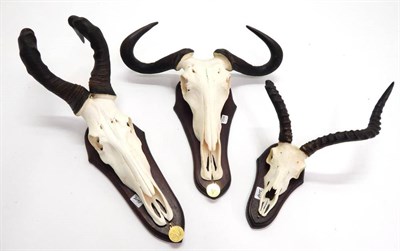Lot 2098 - Antlers/Horns: African Hunting Trophies, modern, Cape Red Hartebeest (Alcelaphus caama),...