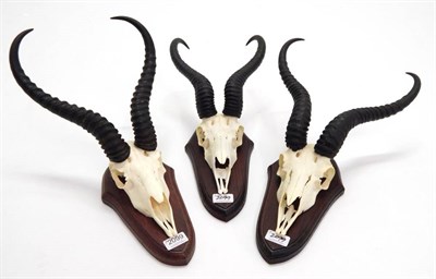 Lot 2099 - Antlers/Horns: African Hunting Trophies, modern, South African Springbok (Antidorcas...