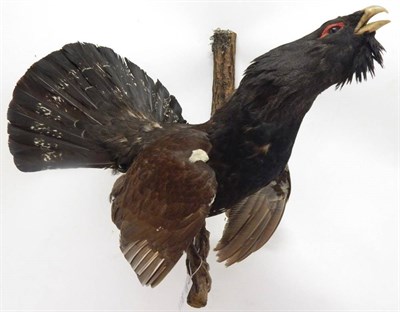 Lot 2101 - Taxidermy: Capercaillie (Tetrao urogallus), circa late 20th century, full mount cock bird in...