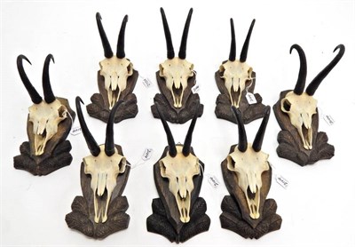 Lot 2104 - Antlers/Horns: Alpine Chamois (Rupicapra rupicapra), circa late 1970, eight sets of adult horns...