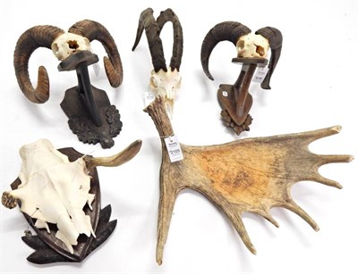 Lot 2105 - Antlers/Horns: European Mouflon (Ovis aries musimon), two sets of approximately 4 year old horns on