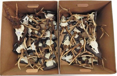 Lot 2106 - Antlers/Horns: Roe Buck (Capreolus capreolus), circa late 20th century, twenty five sets of...