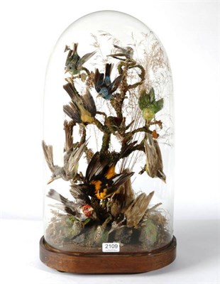 Lot 2109 - Taxidermy: A Victorian Display of Tropical Birds, eleven tropical birds including a Red-cowled...