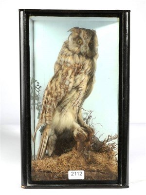 Lot 2112 - Taxidermy: Long Eared Owl (Asio otus), circa early 20th century, a full mount perched upon a...