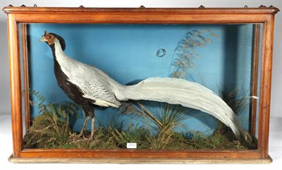 Lot 2113 - Taxidermy: A Late Victorian Cased Silver Pheasant (Lophura nycthemera), full mount cock bird...
