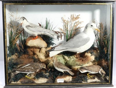 Lot 2114 - Taxidermy: A Late Victorian Display of Estuary & Sea Birds, a high quality display of British...