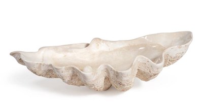Lot 2115 - Conchology; A Giant Fossilised Half Clam Shell (Tridacna gigantea), dated to 180-240,000 years old