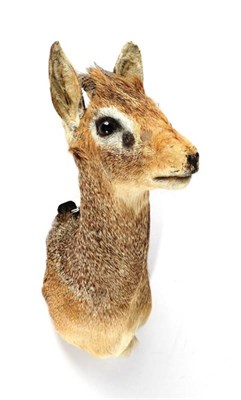 Lot 2119 - Taxidermy: Guenthers Dik Dik (Madoqua Guenthers) modern, shoulder mount looking straight ahead,...