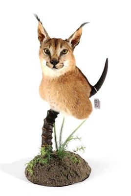 Lot 2122 - Taxidermy: African Caracal (Caracal caracal), modern, shoulder mount with head turning to the left