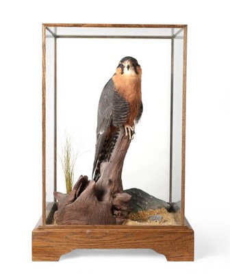 Lot 2123 - Taxidermy: Aplomado Falcon (Falco femoralis), modern, by A J Armitstead, full mount male,...