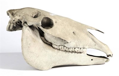 Lot 2124 - Skulls/Anatomy: Horse Skull (Equus ferus caballus) circa early 20th century, a complete adult horse