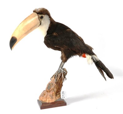 Lot 2126 - Taxidermy: Toco Toucan (Ramphastos toco), circa 1960, full mount with head turning slightly to...