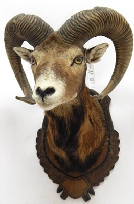 Lot 2128 - Taxidermy: European Mouflon (Ovis orientalis musimon), circa late 20th century, shoulder mount...