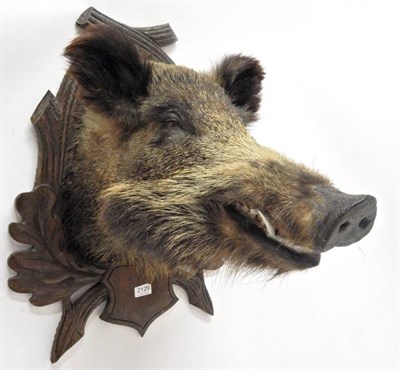 Lot 2129 - Taxidermy: European Wild Boar (Sus scrofa), circa late 20th century, head mount looking...