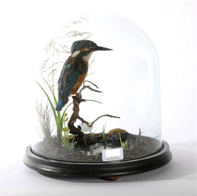 Lot 2131 - Taxidermy: Common Kingfisher (Alcedo athis), modern, perched upon a small branch above a...