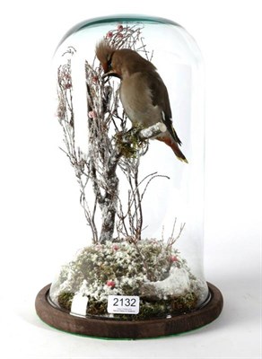 Lot 2132 - Taxidermy: Bohemian Waxwing (Bombycilla garrulus), modern, full mount perched upon a frosted branch