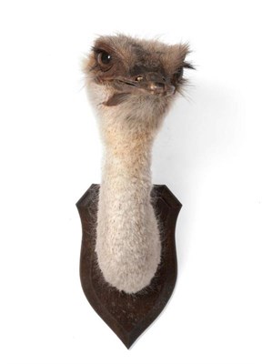Lot 2133 - Taxidermy: Ostrich (Struthio camelus), modern, neck mount with head turning slightly to the...