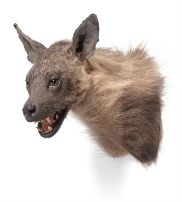 Lot 2134 - Taxidermy: Brown Hyena (Hyaena brunnea), modern, shoulder mount with head turning to the left,...