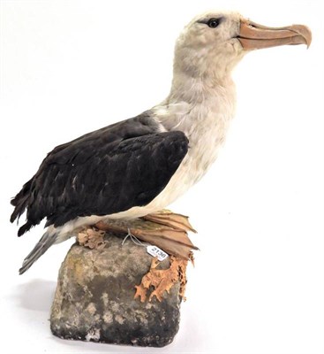 Lot 2136 - Taxidermy: Black Browed Albatross (Thalassarche melanophris), modern, full mount sat upon a...