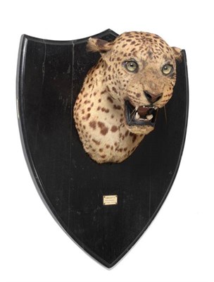Lot 2137 - Taxidermy: Indian Leopard (Panthera pardus), circa 1932, by Van Ingen & Van Ingen, Mysore,...