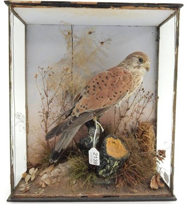 Lot 2139 - Taxidermy: Late Victorian Common Kestrel (Falco tinnunculus), full mount male bird perched upon...