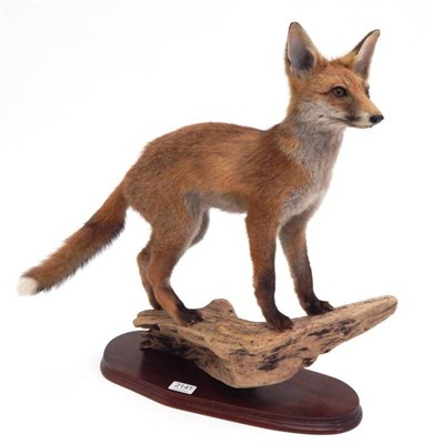 Lot 2141 - Taxidermy: Juvenile Red Fox (Vulpes vulpes), circa 1998, by Dave Hornbrook, Guisborough,...