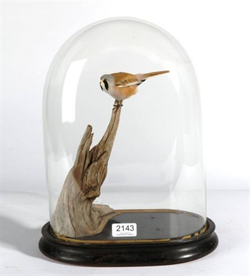 Lot 2143 - Taxidermy: Bearded Reedling (Panurus biarmicus), modern, full mount male bird, perched upon a...