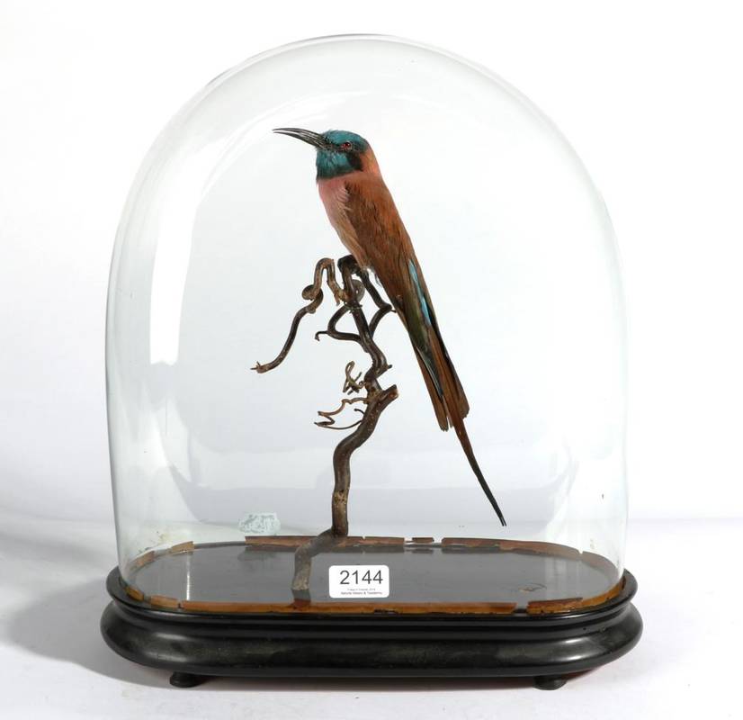 Lot 2144 - Taxidermy: Northern Carmine bee-eater (Merops nubicus), modern, full mount perched upon a...