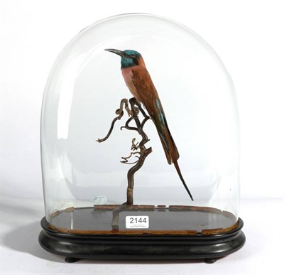 Lot 2144 - Taxidermy: Northern Carmine bee-eater (Merops nubicus), modern, full mount perched upon a...