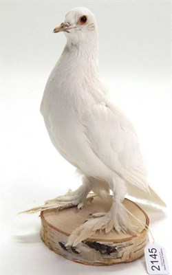 Lot 2145 - Taxidermy: Fancy White Pigeon, modern, full mount White Pigeon stood upon a section of ash tree...