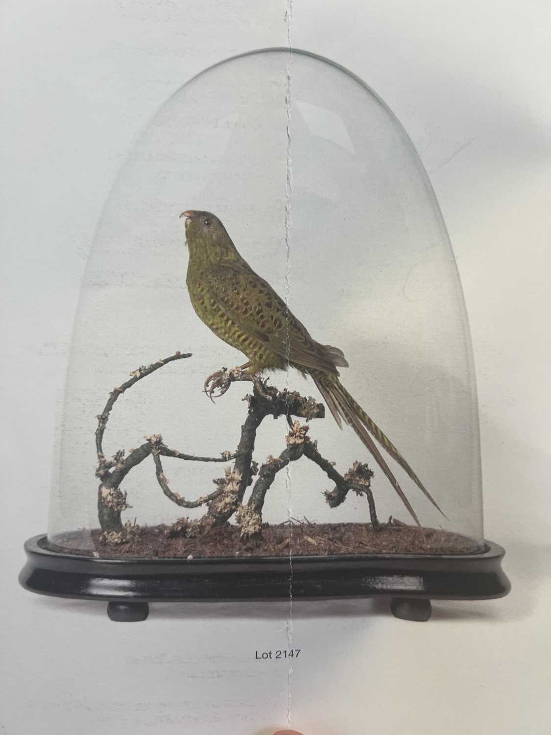 Lot 2147 - Taxidermy: A Very Rare Specimen of a Western Ground Parrot (Pezoporus flaviventris), circa...