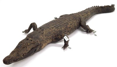 Lot 2149 - Taxidermy: Victorian Nile Crocodile (Crocodylus niloticus), a large full mount in walking pose,...