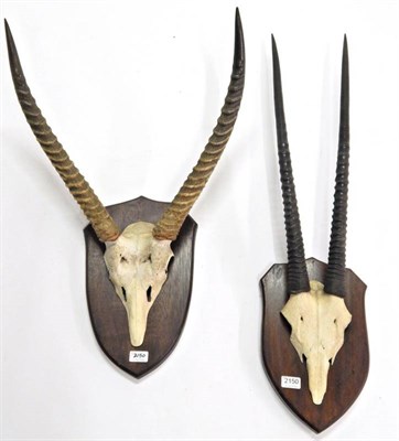 Lot 2150 - Antlers/Horns: African Hunting Trophies, Ellipsen Waterbuck (Kobus ellipsiprymnus), circa late 20th