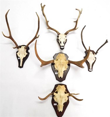 Lot 2151 - Antlers/Horns: European Moose (Alces alces), circa late 20th century, two pairs juvenile antlers on