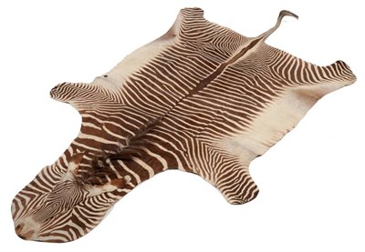 Lot 2153 - Taxidermy: A Rare Grevy's Zebra Skin (Equus grevyi), circa 1972, Kenya, a Grevy's Zebra flat...