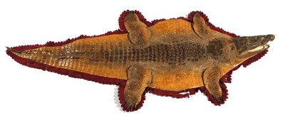 Lot 2154 - Taxidermy: Juvenile Crocodile, (Crocodylus niloticus), circa 1900, flat skin with head mount,...