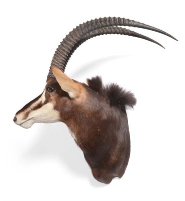 Lot 2155 - Taxidermy: Southern Sable Antelope (Hippotragus niger niger), circa late 20th century, large...