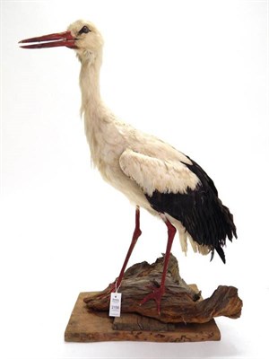 Lot 2156 - Taxidermy: White Stork (Ciconia ciconia), circa 1970, full mount bird with head turning to the...