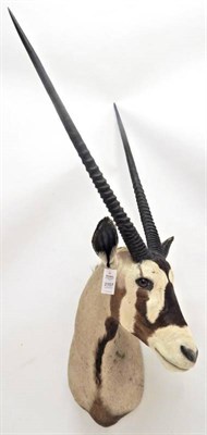 Lot 2157 - Taxidermy: Gemsbok Oryx (Oryx gazella), modern, large shoulder mount with head turning sharply...