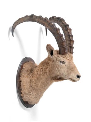 Lot 2158 - Taxidermy: Alpine Ibex (Capra ibex), circa late 20th century, shoulder mount looking straight...