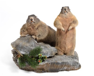 Lot 2159 - Taxidermy: A Pair of Alpine Marmots (Marmota marmota), modern, a pair of full mounts possibly...