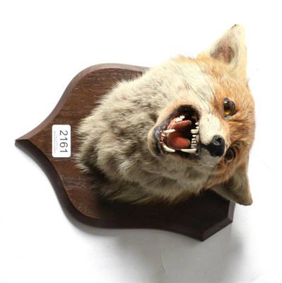 Lot 2161 - Taxidermy: Red Fox Mask (Vulpes vulpes), circa March 31st 1945, by Peter Spicer, Leamington,...