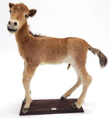Lot 2162 - Taxidermy: Horse Foal (Equus ferus caballus), circa late 20th century, full mount male foal...