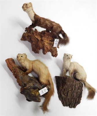Lot 2163 - Taxidermy: Pine Marten (Martes martes), circa late 20th century, four full mounts mounted upon...