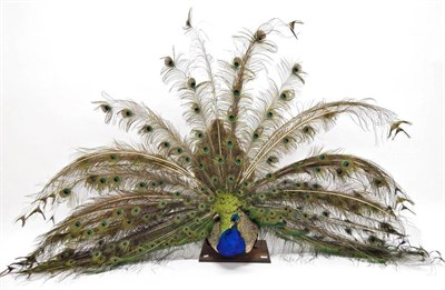 Lot 2166 - Taxidermy: Indian Peacock (Pavo cristatus), circa late 20th century, full mount male with head...