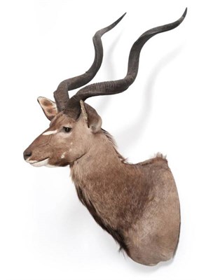 Lot 2167 - Taxidermy: Cape Greater Kudu (Strepsiceros strepsiceros), circa late 20th century, South...