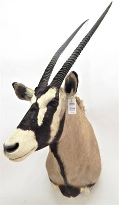 Lot 2168 - Taxidermy: Kalahari Gemsbok Oryx (Oryx gazella gazella), circa late 20th century, South Africa,...